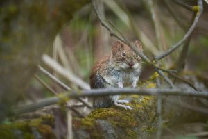 Bank Vole Standing on a Mossy Branch
